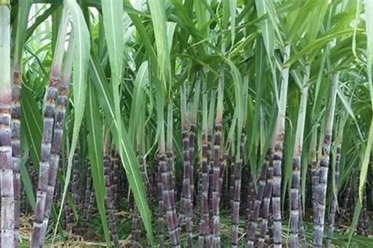 花使什么肥料叶子大(花卉用什么叶面肥)