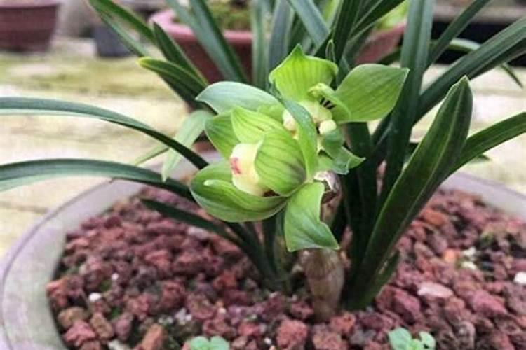 杨桃施什么肥最好