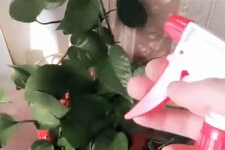 绿萝最好的肥料