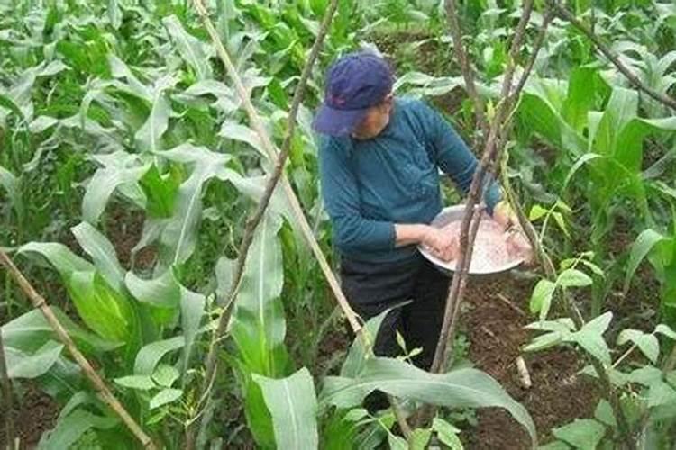 山药用腐殖酸水溶肥做底肥怎么样？底肥什么时候用效果最好？