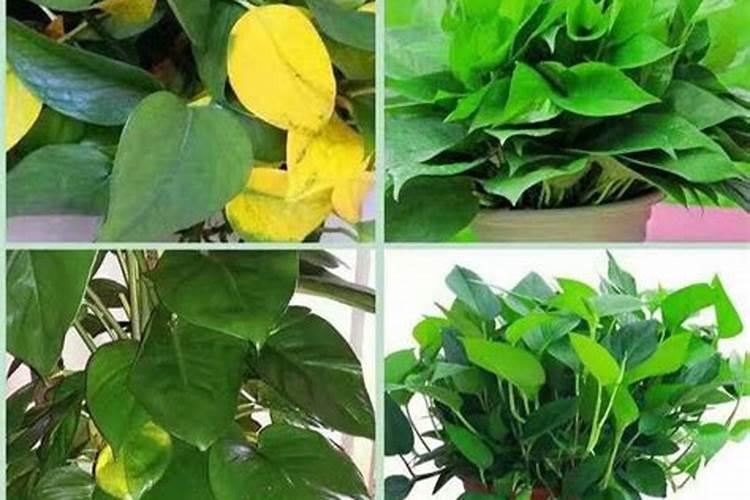 绿植用什么肥料最好