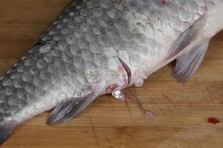 求教鱼内脏能否做肥料