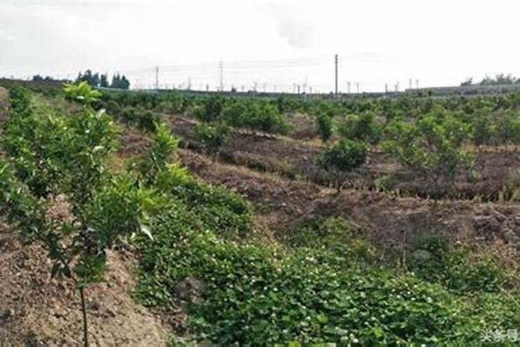 春天种的牡丹不开花怎么办？