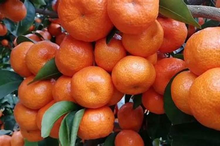 自然发酵和人工发酵的区别,发酵菌剂,有机肥辅料有那些