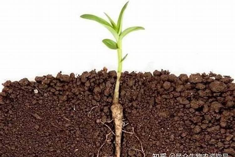 旱稻种植时间和方法