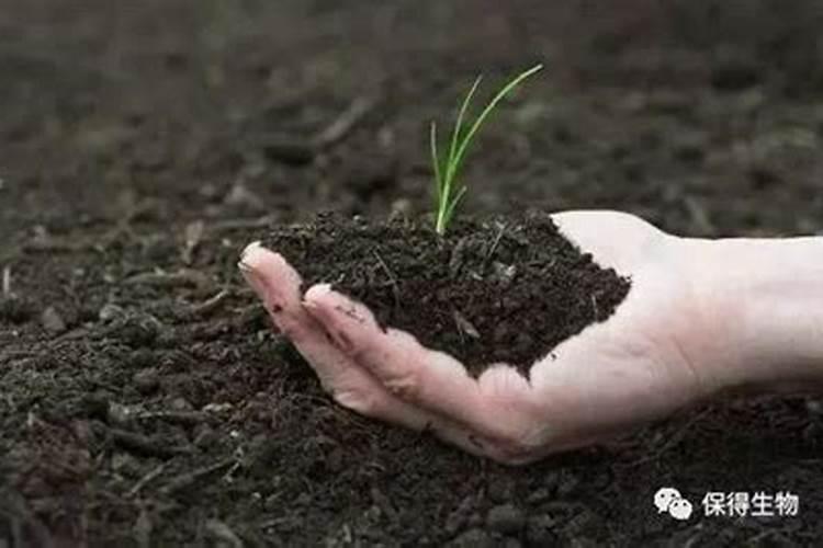 有机肥是什么肥料怎么使用