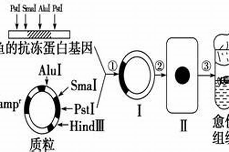 西红柿上色期应该施什么元素肥料？