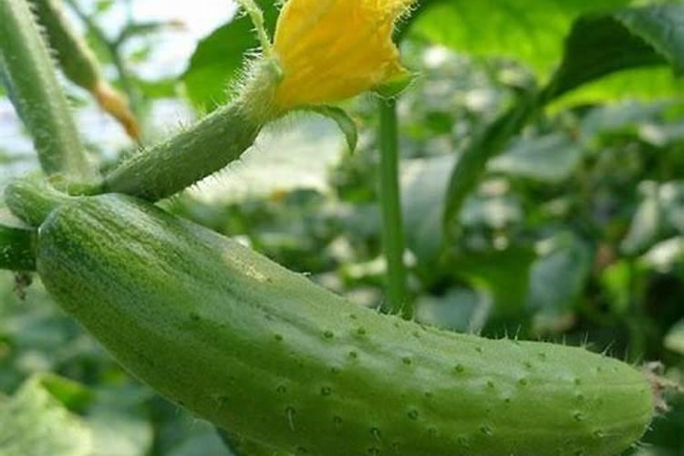 黄瓜施肥时间及方法总结