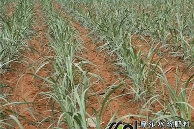 202020水溶肥灌根甘蔗用量是多少
