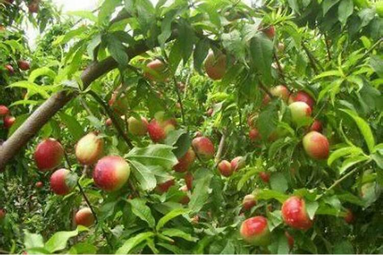 大棚油桃开花后座果不正常,没有果仁是什么原因造成的？