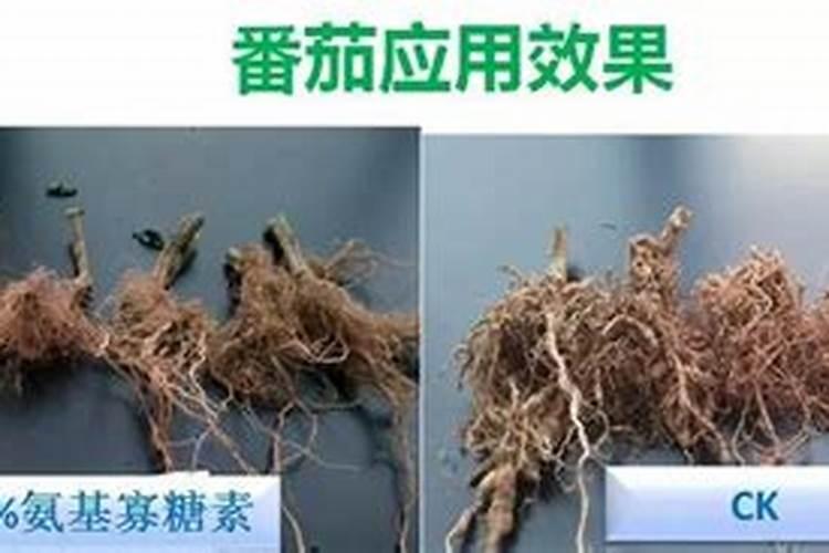 氨基寡糖素的功能作用