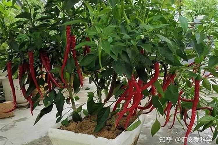 辡椒树长不大施什么肥