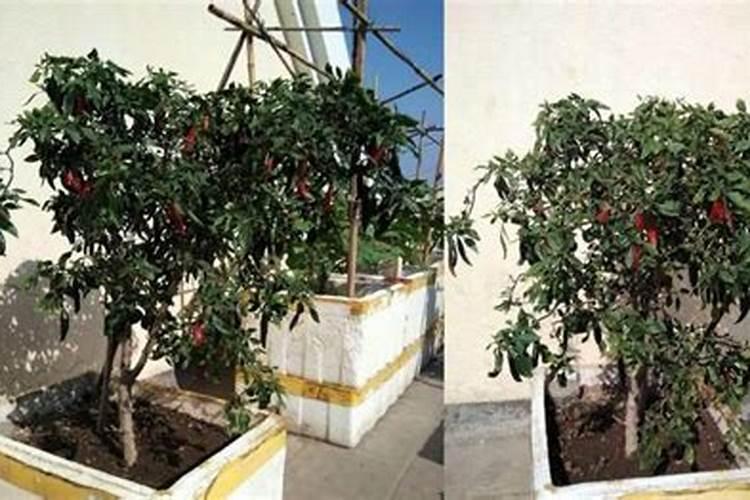 辣椒树用什么肥料最好