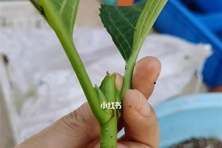 月季花修根能马上施肥浇水吗