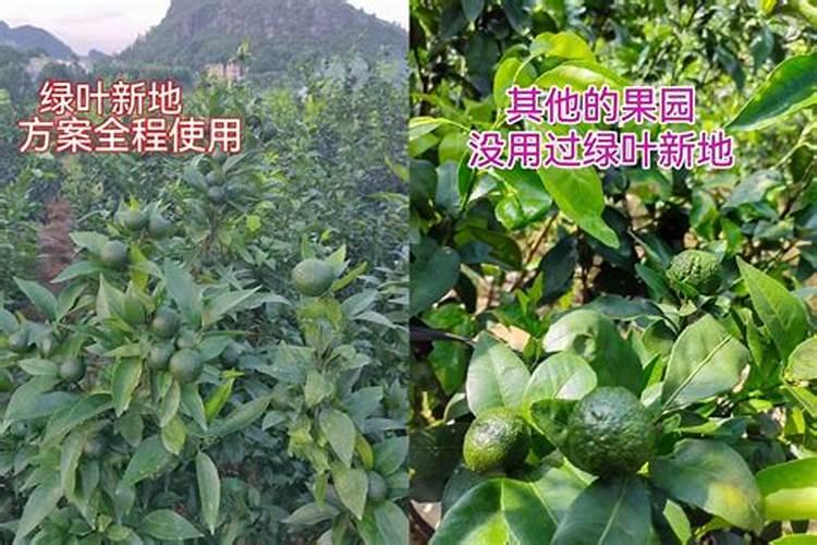 樱桃树秋季施什么肥最好