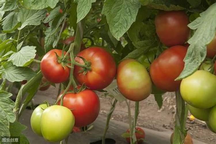 番茄上什么肥料产量高？番茄用什么叶面肥效果好？膨大素什么时间打？