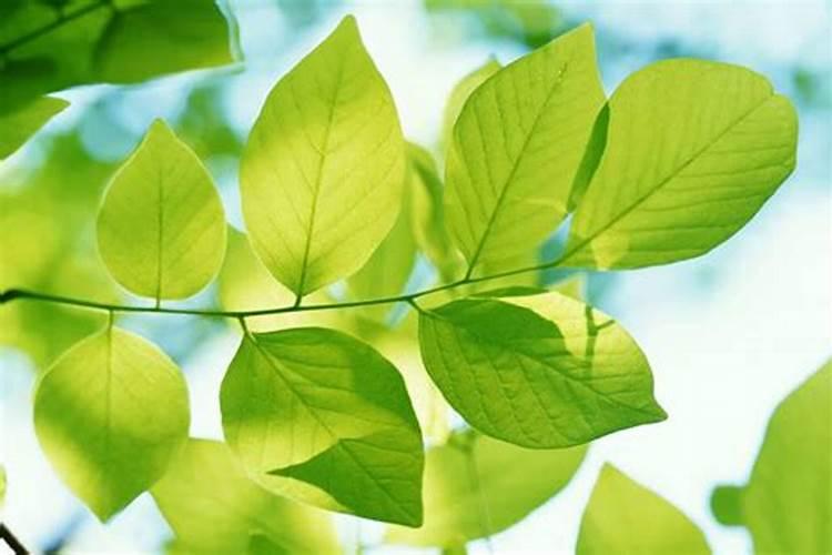 树叶可以当肥料吗？