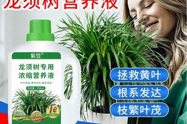 龙血树施肥什么肥料好,建议使用绿野专用肥