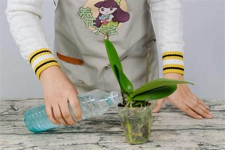 蝴蝶兰换盆后怎么施肥