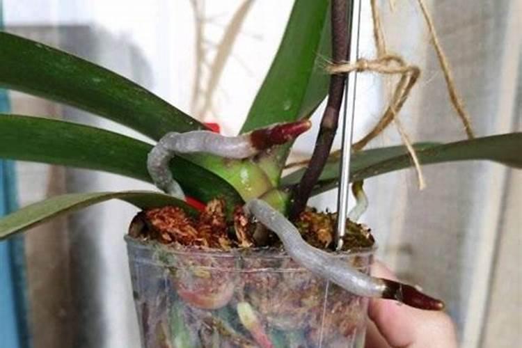 水苔养蝴蝶兰的方法