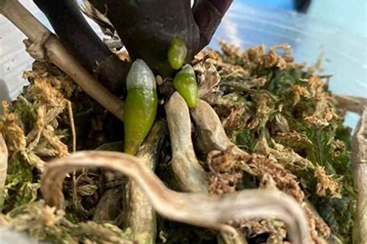 水苔养蝴蝶兰多久浇一次水 适宜水苔养蝴蝶兰浇水频次？