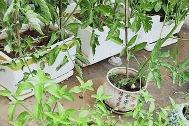 雨天虾塘能补钙吗