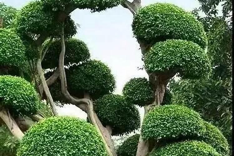 月季花,进入秋天后,一直黄叶,少浇水也不行,三个多月了,谁能告诉我应该...