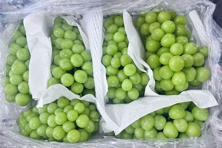 控释肥与缓控释肥哪个好