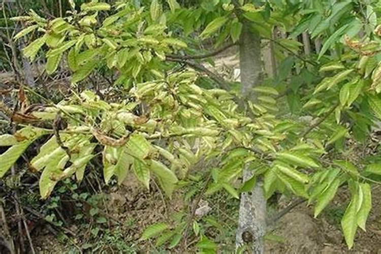 花生追肥用氮.磷钾复合肥还是用硫酸钾复合肥好