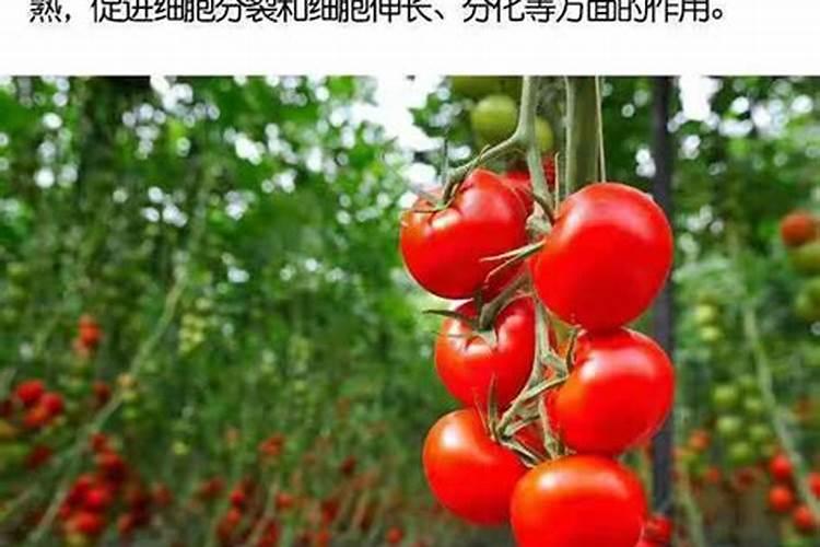 夏季瓜果类可以用矿源黄腐酸钾吗