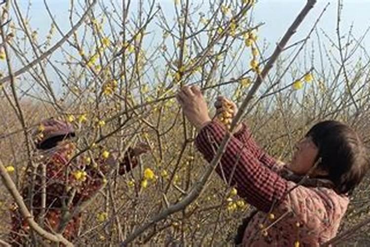 关于水仙花的散文