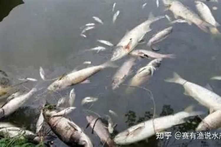 复合肥能不能和鱼蛋白原浆一起用