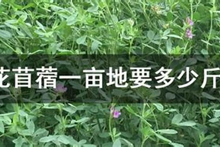 紫花苜蓿初期施什么肥料花卉百科