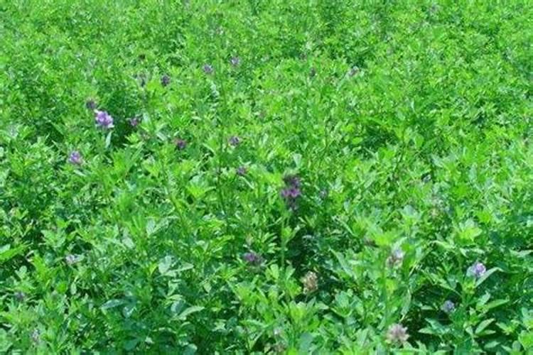 紫花苜蓿出苗后施什么肥料