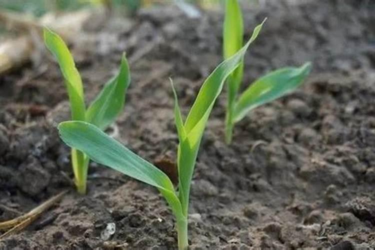 微量元素肥料的种类和酶肥的作用!