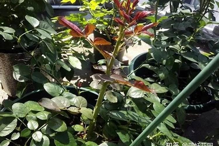 月季应该怎么施肥养护才能冒出更多的大笋芽