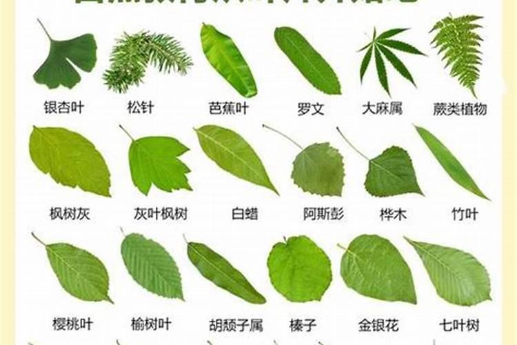 什么是鱼蛋白肥料,鱼蛋白肥料作用及使用方法