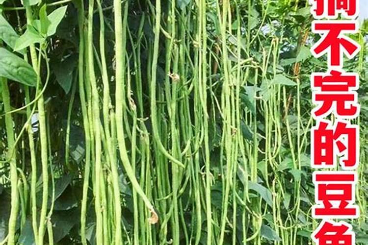 鱼蛋白使用注意事项