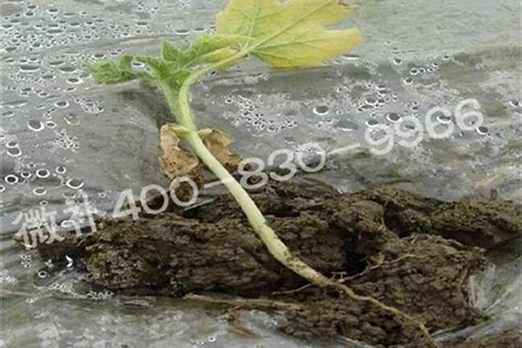 西瓜根腐病死苗怎么办？西瓜烂根病用什么药？西瓜重茬根腐怎么治？