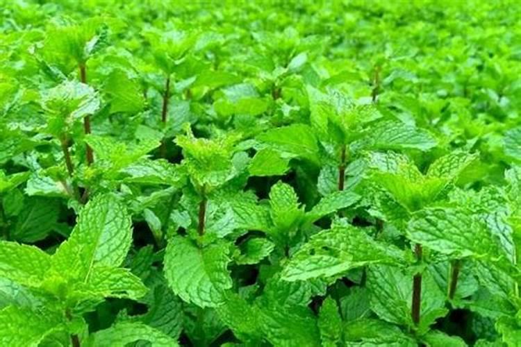 薄荷用什么肥料好