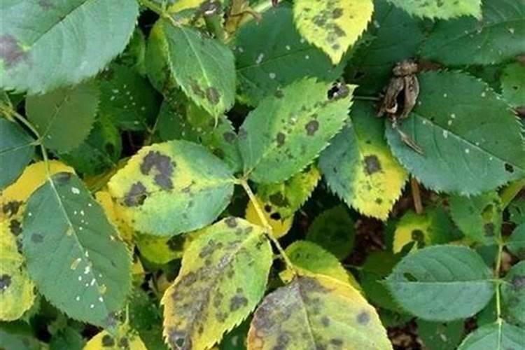 月季花起白粉是什么原因