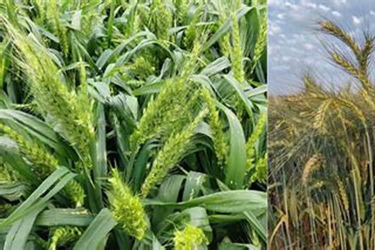 亩产2000斤小麦新品种多钱一斤？