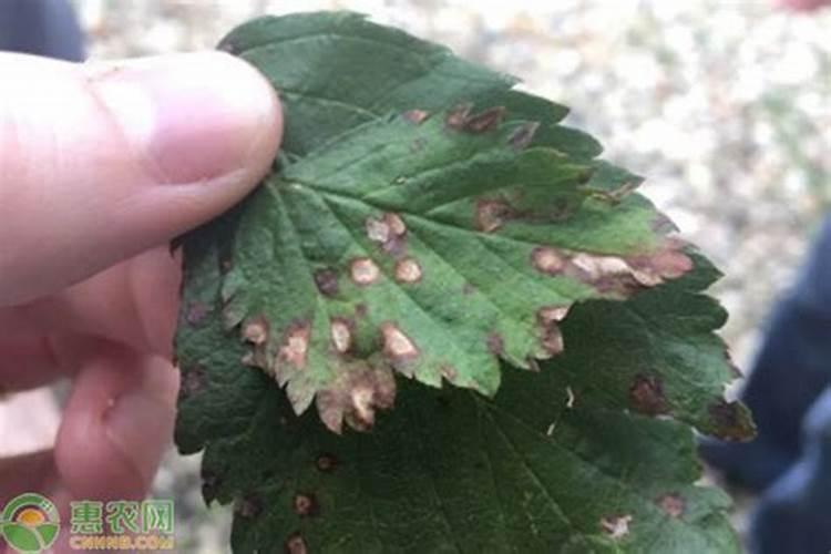 芹菜间苗后冲什么肥料