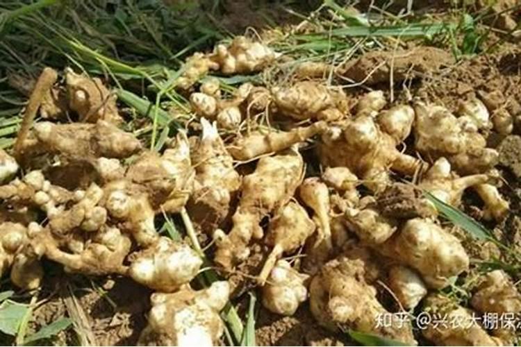 洋姜膨果期可以打头吗？