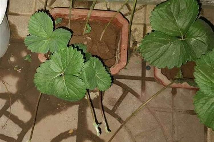 一般给草莓施什么肥最好