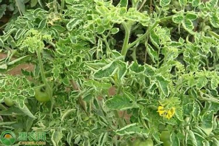 茉莉叶子皱巴巴卷曲往下掉