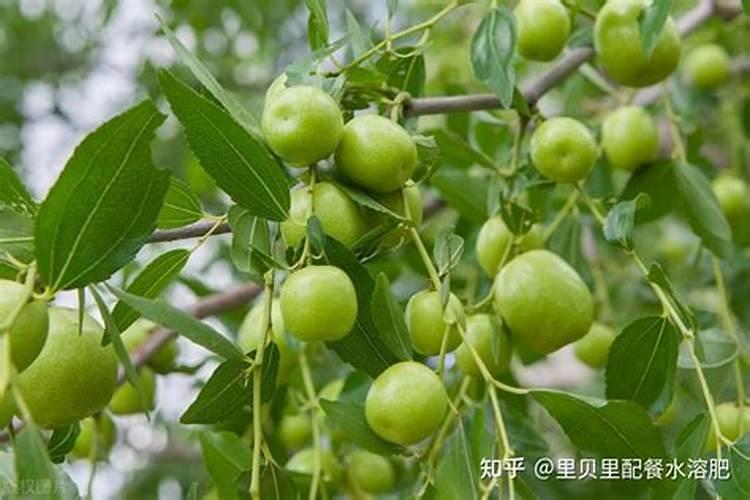 冬枣花期管理技巧要点