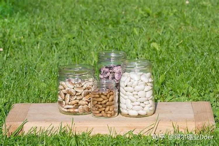 兰花能施硼肥吗