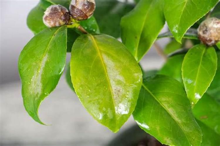 茶花枝条干枯怎么办