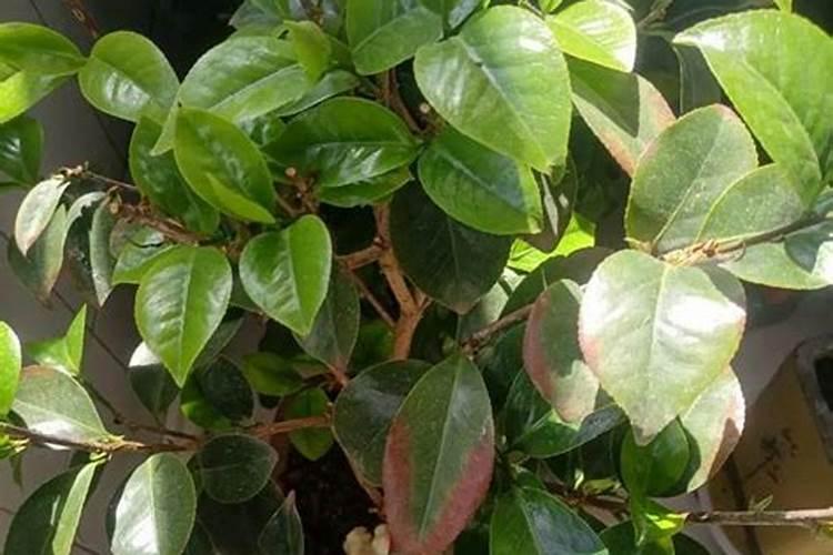 茶花枝条干枯怎么办